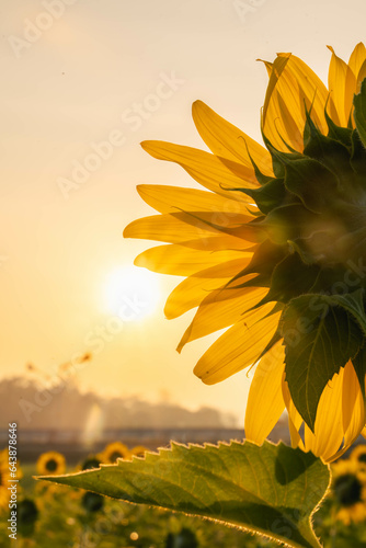 Sunflowers turn their backs to the sun.