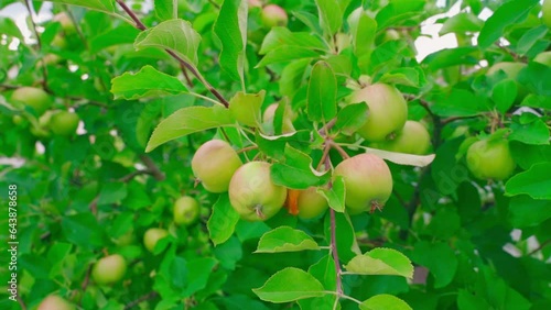 An apple tree with many fruits, a bright harvest of apples in the garden. Smooth camera span