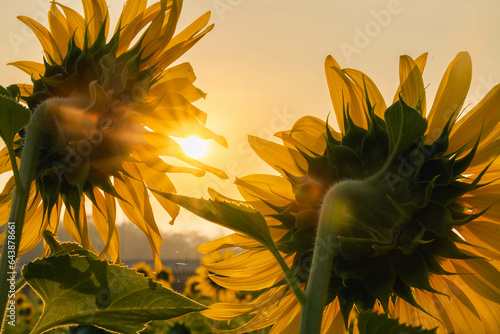 Sunflowers turn their backs to the sun.