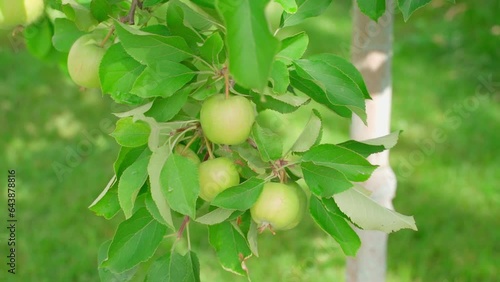 Ripe green apples hang on a branch close-up on a blurred background, smooth camera movement. Apple orchard in sunny summer weather