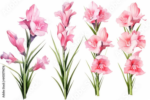 Watercolor image of a set of gladiolus flowers on a white background