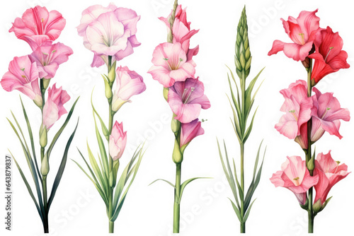 Watercolor image of a set of gladiolus flowers on a white background © Venka