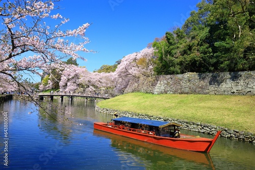 Cherry blossoms at Hikone Castle, Japan,Shiga Prefecture,Hikone, Shiga