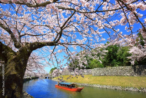 Cherry blossoms at Hikone Castle, Japan,Shiga Prefecture,Hikone, Shiga