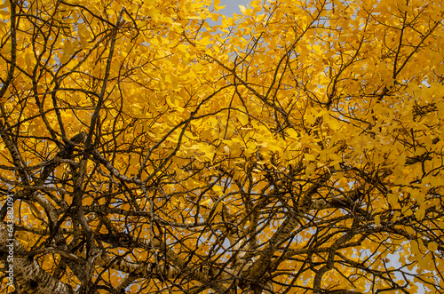 Tree Branches Yellow Leaves in Autumn