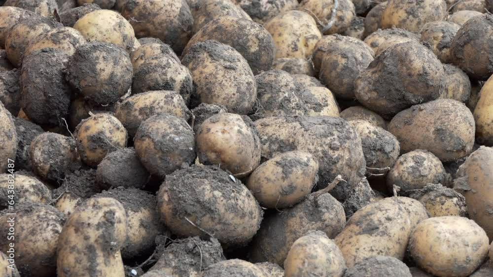 Agriculture, Farm. Potato tubers dug up by farmers are dried in the sun. Close-up. The camera is moving. Siberia. Agriculture, Farm. Potato tubers dug up by farmers are dried in the sun. Close-up. The camera is moving. Siberia.