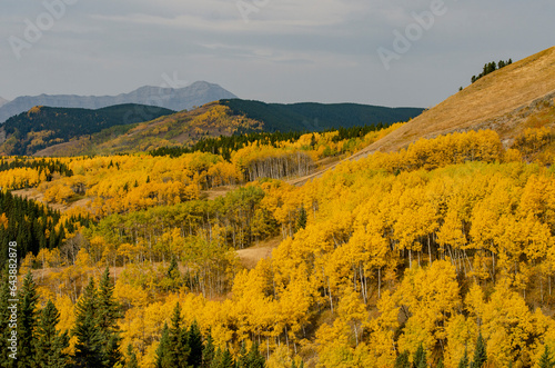 Yellow Birch Trees and Mountains