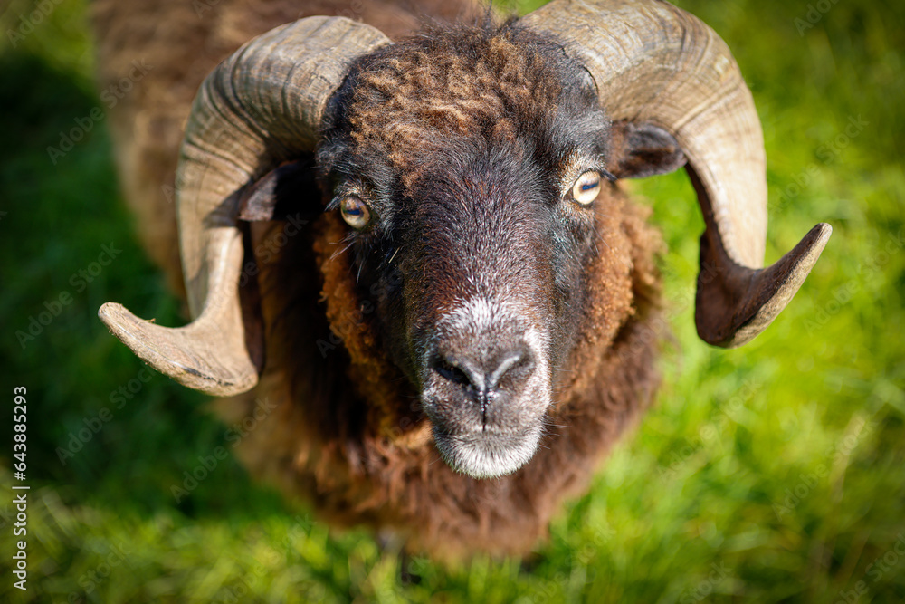 lustiges Schafportrait