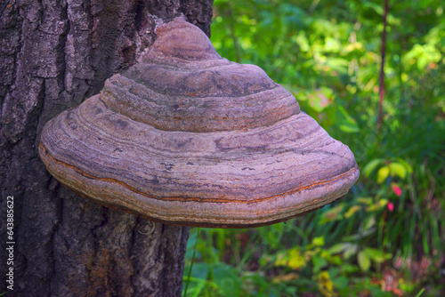 Tinder fungus Fomes fomentarius growing on a tree in the wild in a forest. photo