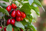 dogwood berry on a tree close-up