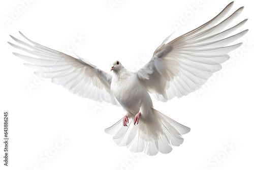 white dove flying © VSTOCK