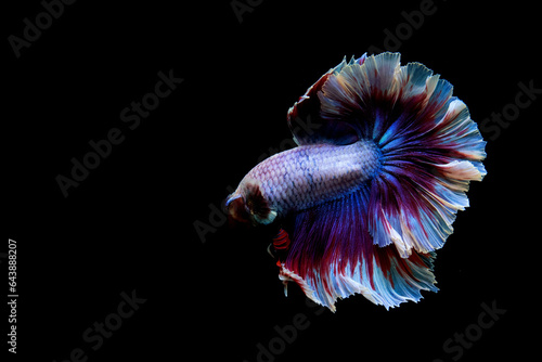 Betta fish Halfmoon in different tone color from Thailand or Siamese fighting fish isolated in Black, grey or blue Background