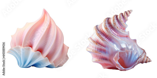 Closeup of a solitary conch shell by the sea transparent background photo