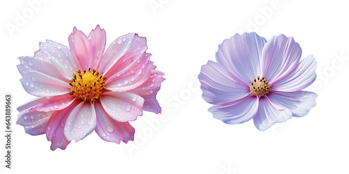 A white flower with a purple pink center on a blurred transparent background