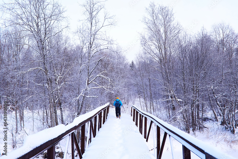 The forest is covered with snow. Frost and snowfall in the park. Winter snowy frosty landscape.