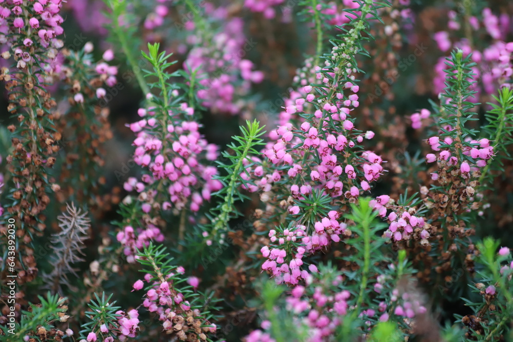 Erica vagans. Cornish heath flower in bloom. Close up. Erica vagans. Cornish heath flower in bloom. Close up.