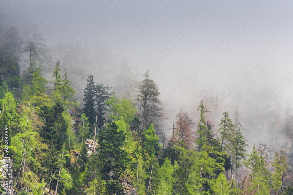 lot of pine trees on a rocky mountain with dense fog