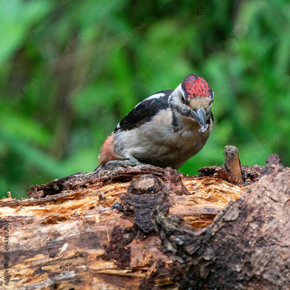 A woodpecker eats insects from a tree trunk. Red feathers, green natural background in the forest