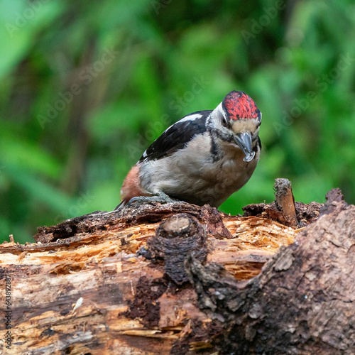 Obraz na płótnie A woodpecker eats insects from a tree trunk. Red feathers, green natural background in the forest w salonie