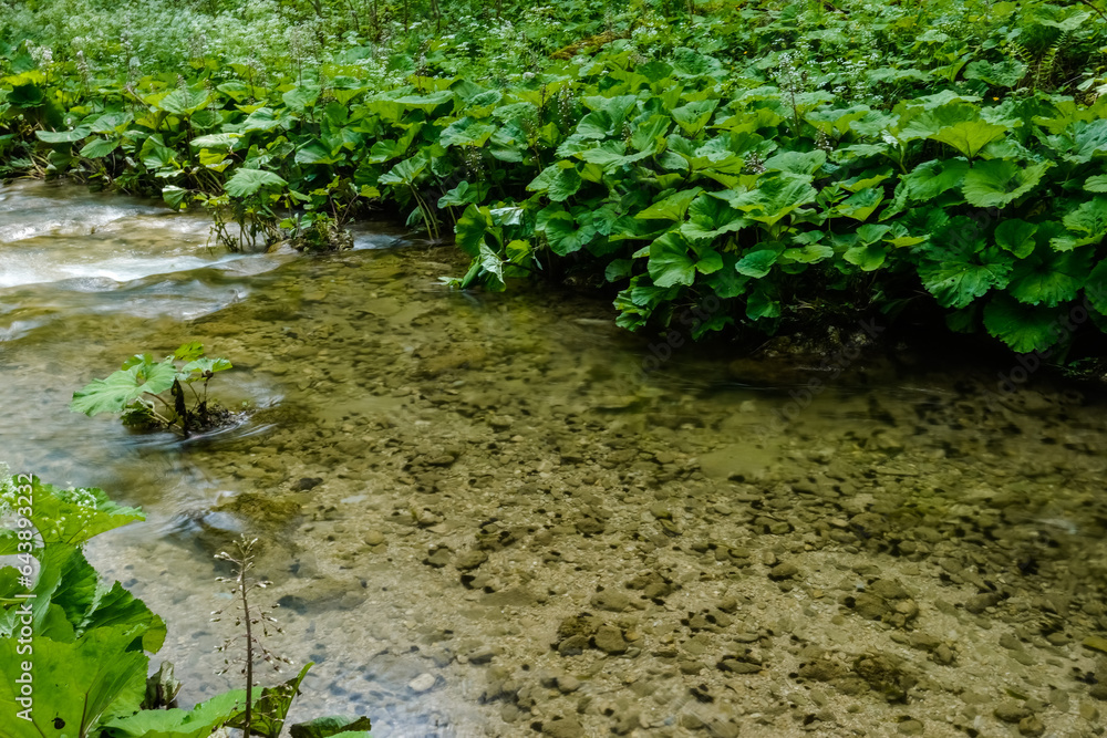 plants with huge leaves near a clear brook plants with huge leaves near a clear brook