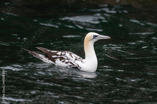 Northern gannet (Morus bassanus) Wildlife animal in Scotland