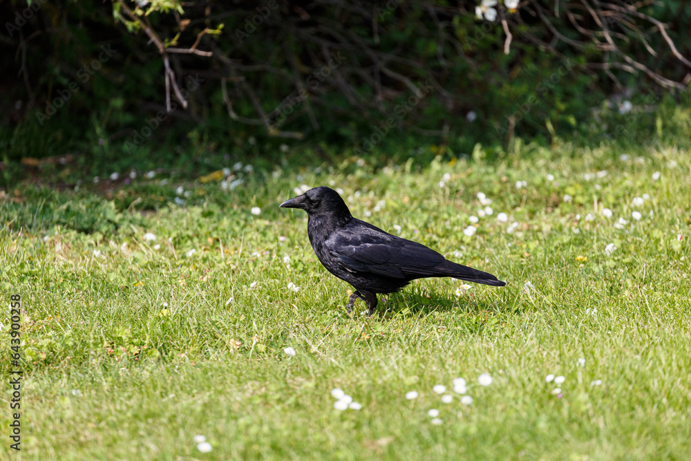 Fototapeta premium Crow walking on grass field