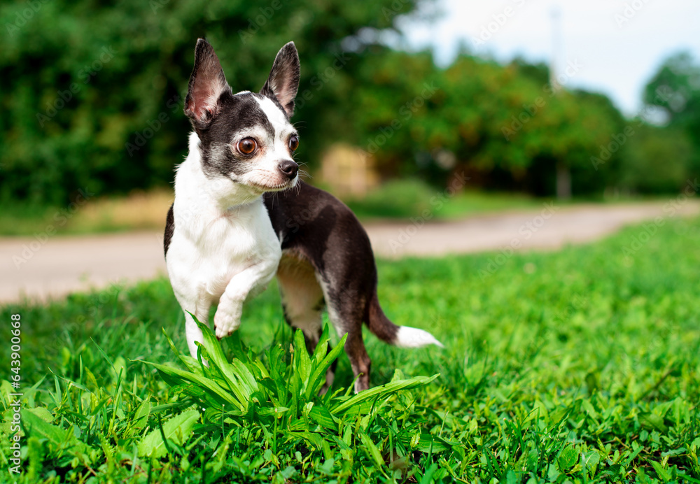 A small chihuahua dog is standing in the grass. The dog raised his paw and turned his head to the side. The photo is blurred and horizontal