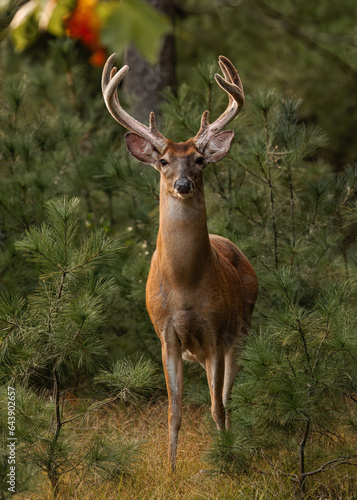 Buck looking intensely in woods