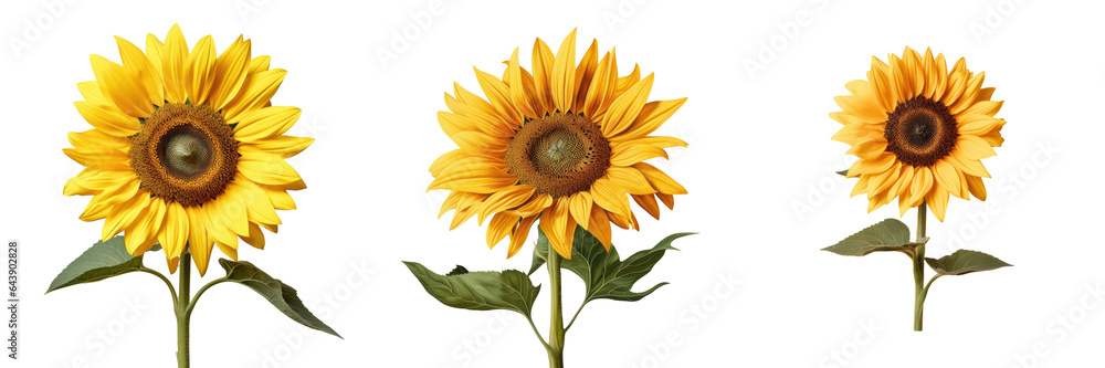 Obraz premium Sunflower on a transparent background