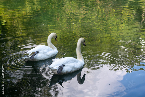 A pair of white swans swim near each other crossing their paws in unison