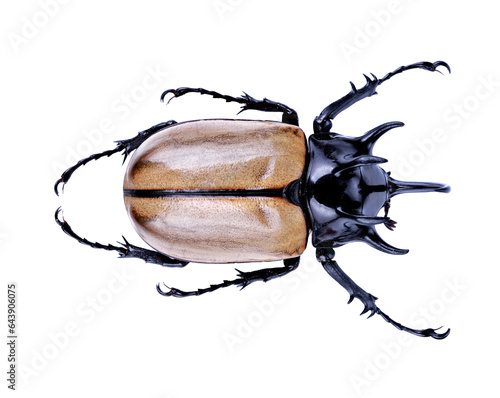 Rhinoceros beetle, Rhino beetle, Hercules beetle, Unicorn beetle, Horn beetle isolated transparent png photo