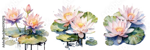Watercolor illustration of water lilies with dew drops on transparent background