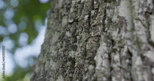 bark of a tree