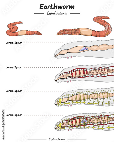 Earthworm Anatomy system template