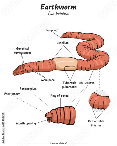 Earthworm External anatomy