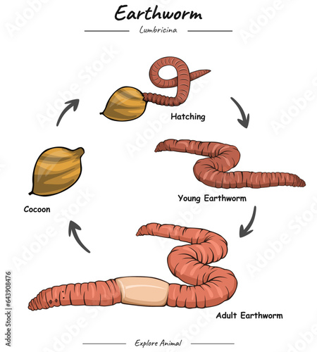Earthworm life cycle