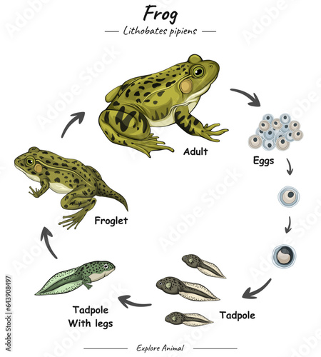 Frog life cycle