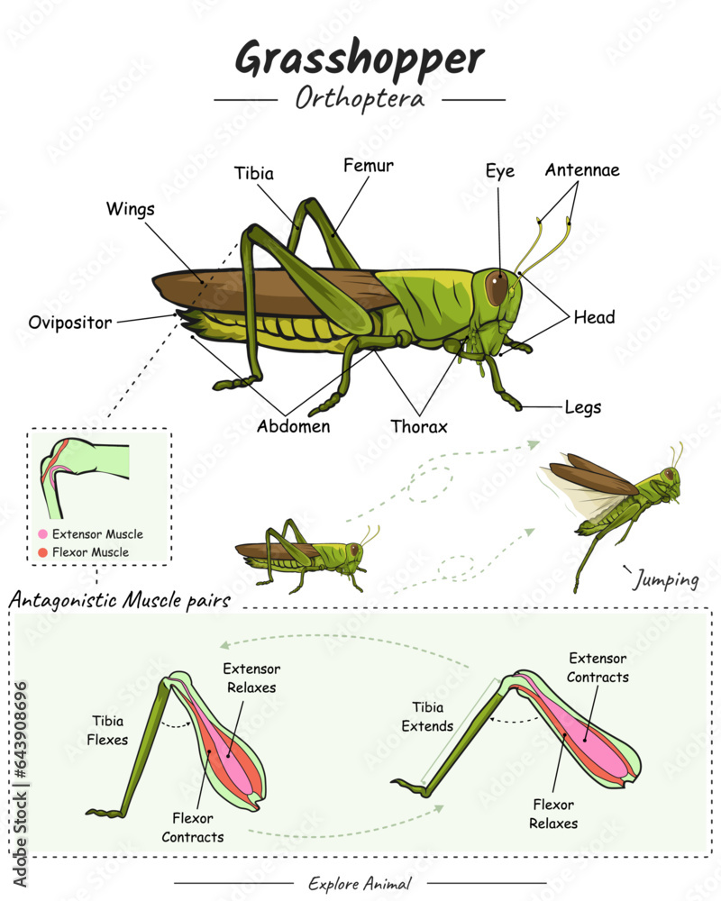 Parts of grasshopper leg and body. Stock Vector | Adobe Stock