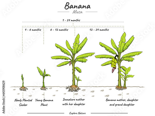 Growing Stages Banana Tree.