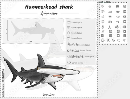 Hummer head shark infographic template