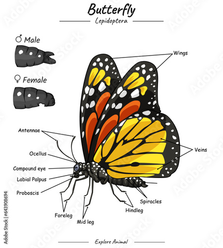 Parts of Butterfly Body