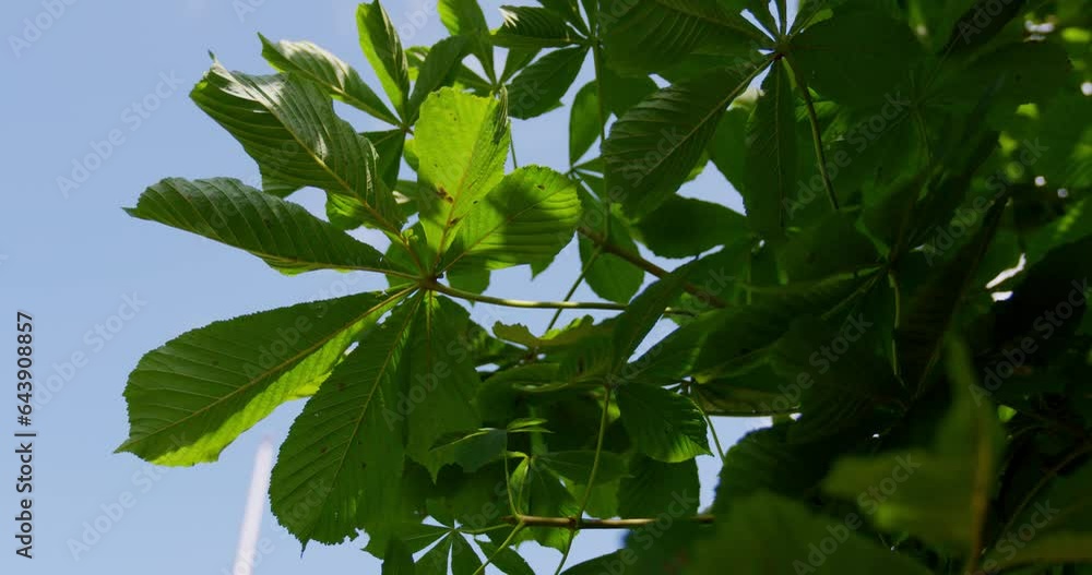 green leaves in the sun green leaves in the sun