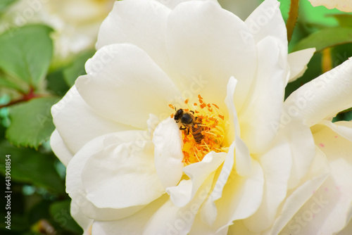 Bee and White Rose