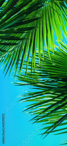 Palm tree leaves and clear blue summer sky, abstract background