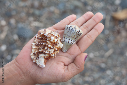 Seashells on the palm against a background of pebbles
