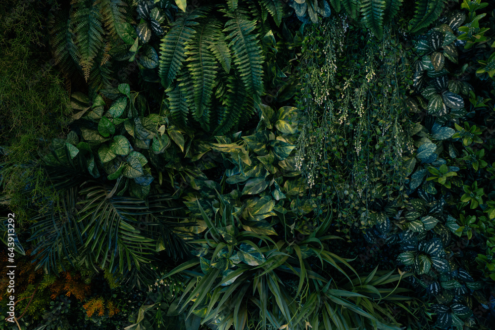 Fototapeta premium Nature green leaves background, tropical leaf banner or floral jungle pattern concept.