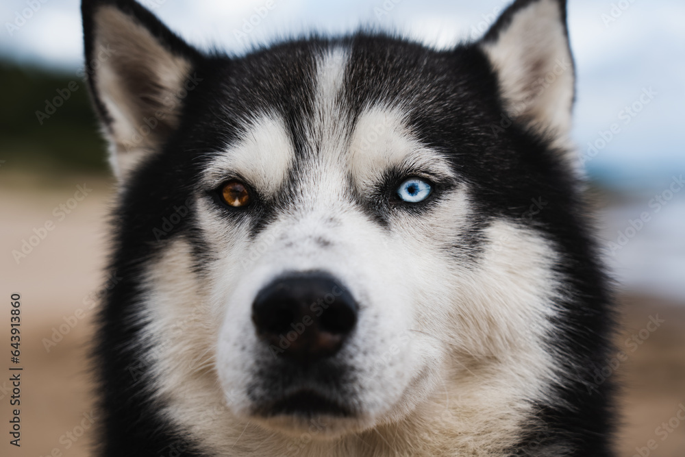 Muzzle of a Siberian Husky dog ​​with multi-colored eyes close-up