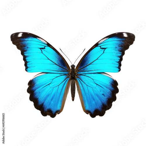 Beautiful butterfly isolated