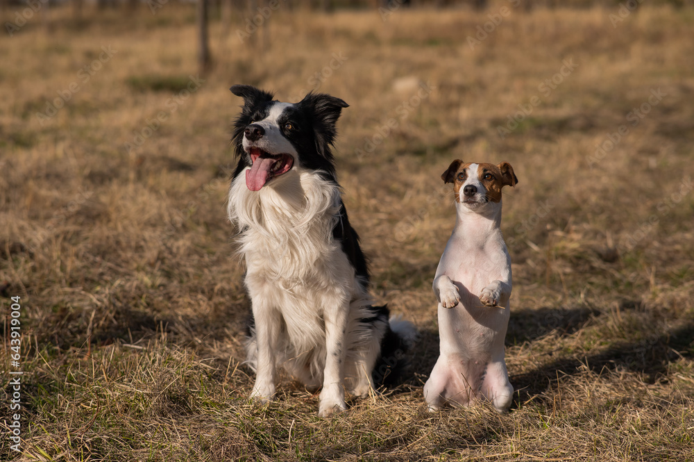 Border collie dog and jack russell terrier walk in the park in autumn.