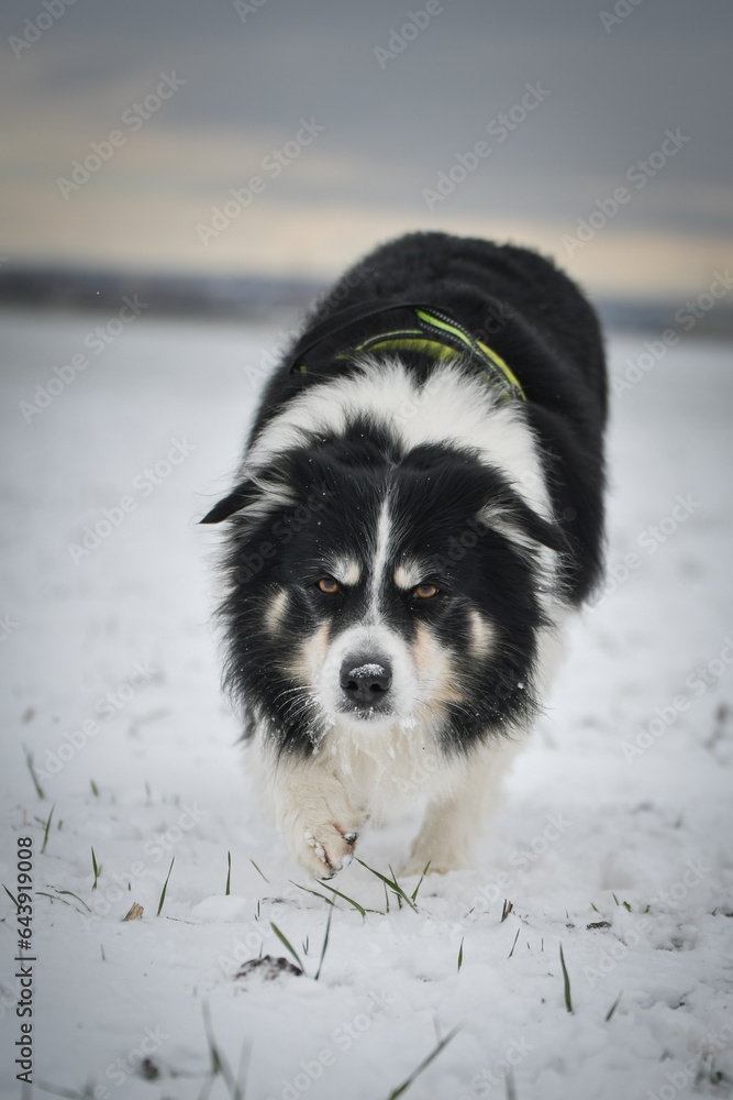 Border collie is running through a garden in the snow. Winter fun in the snow. Border collie is running through a garden in the snow. Winter fun in the snow.